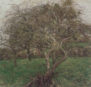 Fallen Tree with Mistletoe